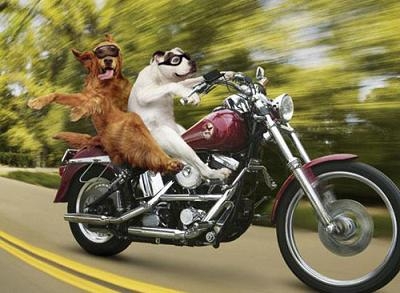 31713d1236298341-bring-a-pet-dog-on-the-bike-biker_dogs.jpg