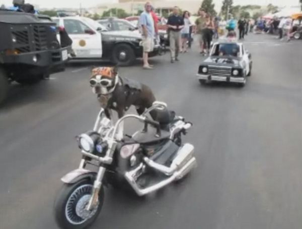 ChopperCops.JPG