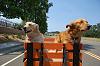 Can your dog sit in your cargo trailer?-dogs-in-trailer.jpg
