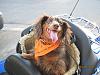 Dogs on Motorcycles-img_2137.jpg