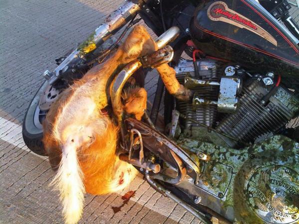 Hit a deer with my Electra Glide - Bent frame - Totalled ...