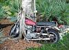 Abandoned &amp; Neglected Motorcycles Rotting Away...-treebike.jpg_thumb.jpg
