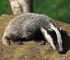 Some HD Inspiration-8130.badger-cub-by-peter-hedger.jpg