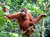 Risers-sn-orangutans1.jpg