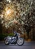  Post a PIC of your sporty-harley-davidson-sportster-57-275.jpg