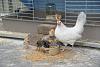test you tube..-dsc09267.jpg