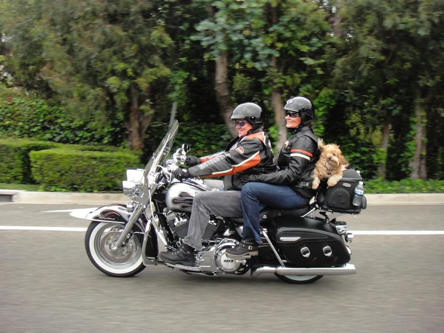 Is this the Ultimate Pet Carrier? - Harley Davidson Forums
