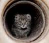 picture of the cat in the head pipe-cat-in-pipe.jpg
