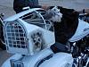 Is this the Ultimate Pet Carrier?-dogs.jpg