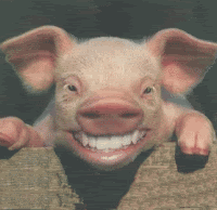 Name:  WildPig.gif
Views: 25
Size:  24.9 KB