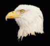 papamike44's Avatar