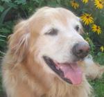 2goldens's Avatar