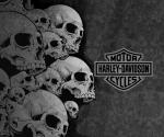 flsoftail's Avatar