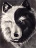 Wolfercatt's Avatar