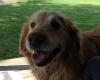 Whistledog's Avatar