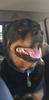 dogdude's Avatar