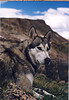 Malamute 1rst's Avatar
