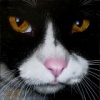 Jack the cat's Avatar