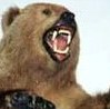 PivoLovingBear's Avatar