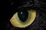 Catzeye's Avatar