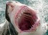 63sharkbait's Avatar