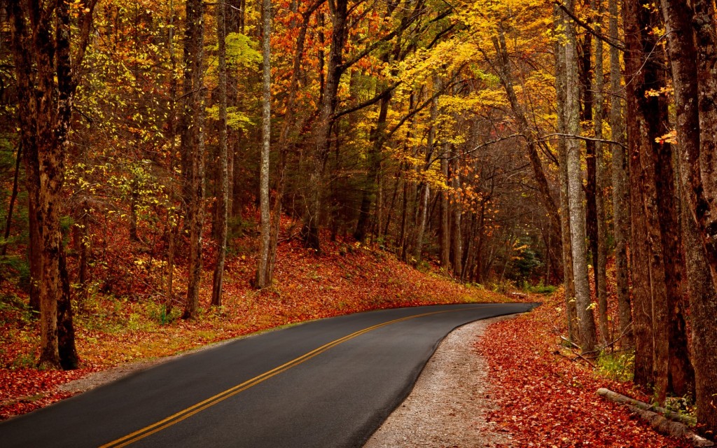 Autumn-Leaves-Forest-Road-Picture