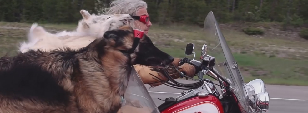 Sit. Stay. Ride. Meet America’s Sidecar Dogs