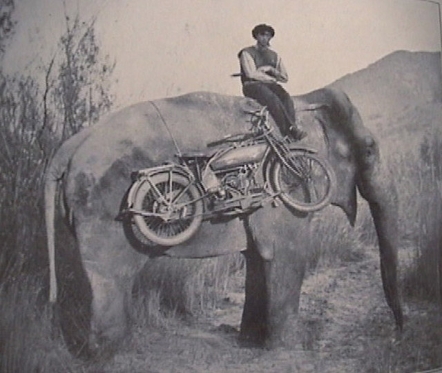 Accessorize Your Elephant with a Harley-Davidson