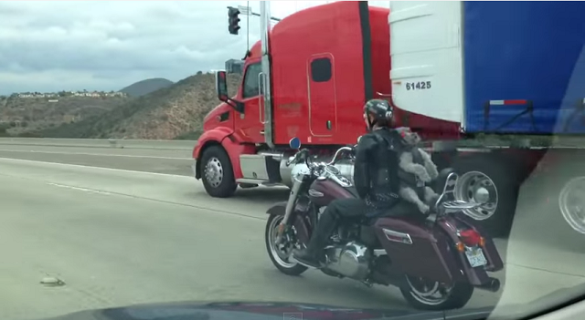 HARDLY DANGEROUS Did This Harley-Davidson Rider Screw the Pooch?