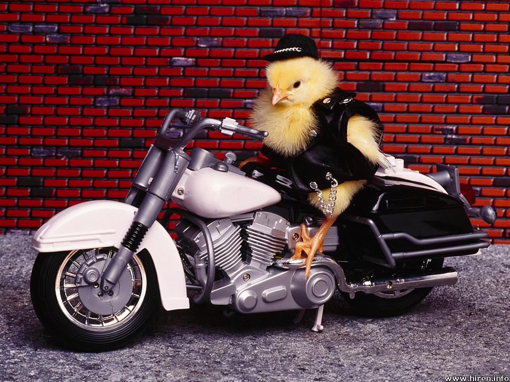 bikerchick