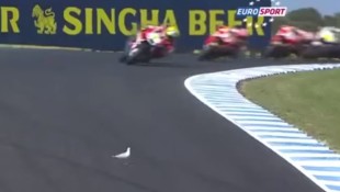 MotoGP Rider Takes Out Seagull During Race