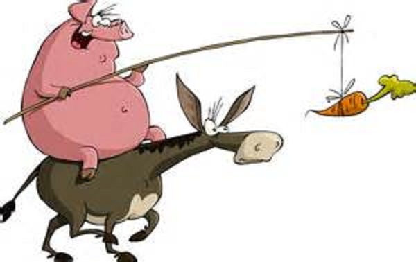 HDForums-Friday Funnies-Mule-Pig