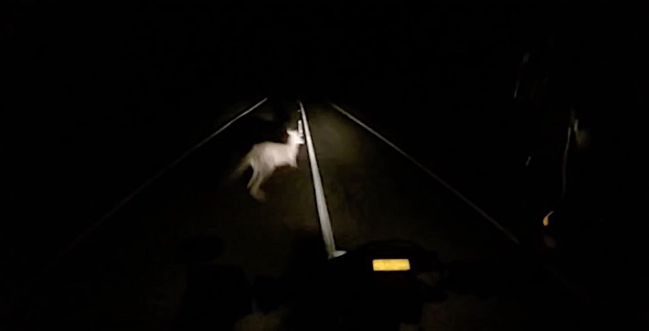 Watch a Motorcyclist Hit Two Kangaroos at Night and Not Crash