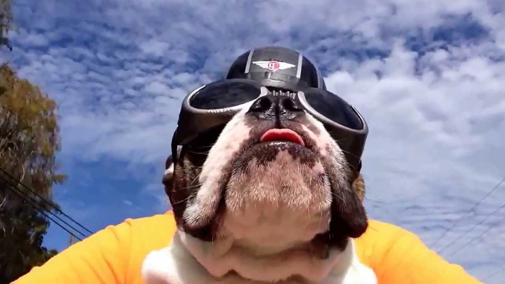 bikerdawg