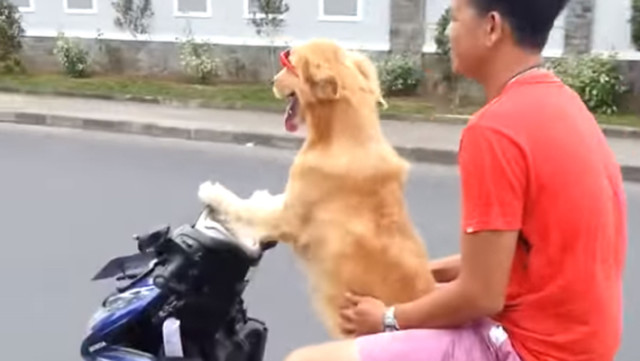 HARDLY DANGEROUS Dog Loves to Ride