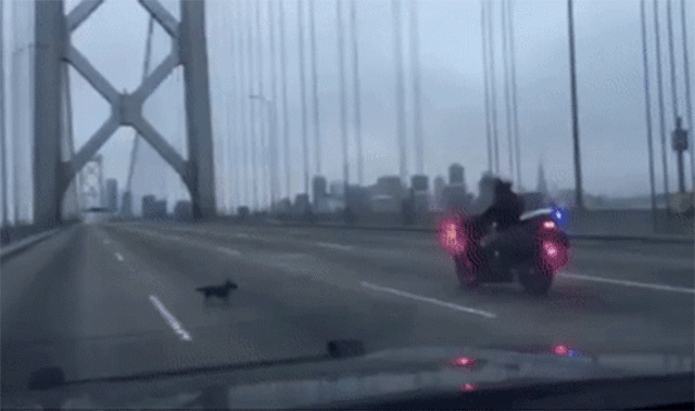 Chihuahua is a Bay Bridge Runaway We Can Root For