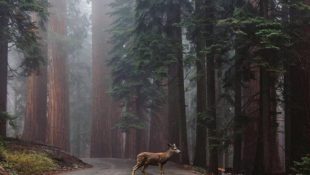 Look Out, Stay Alert and Watch Out for Deer & Other Critters on the Road to and from Sturgis