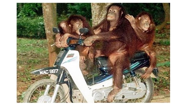 13 Ridiculous Ape Hangers