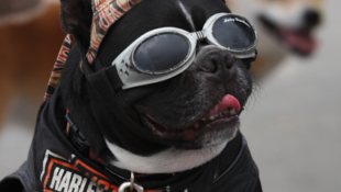 Harley Grows Pet Apparel Line