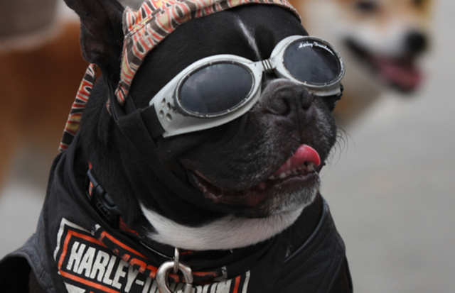 Harley Grows Pet Apparel Line