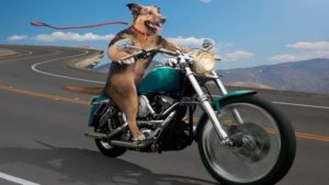 Bikers with Bark: Harley-Davidson Dogs