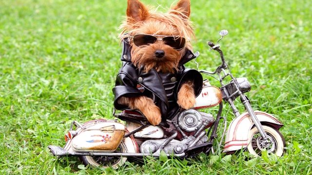 Harley Davidson: Dogs on Harleys
